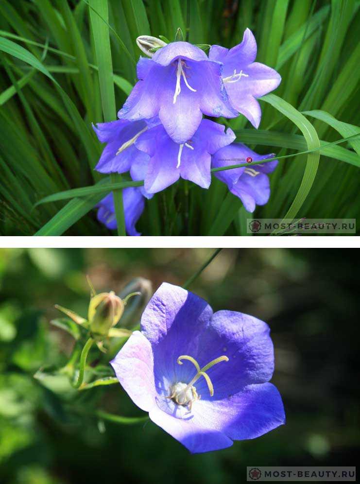 Цветок похож на колокольчик название. Колокольчик цветок голубая Лагуна. Растение похожее на колокольчик. Цветы похожие на колокольчики. Цветочки похожие на колокольчики.