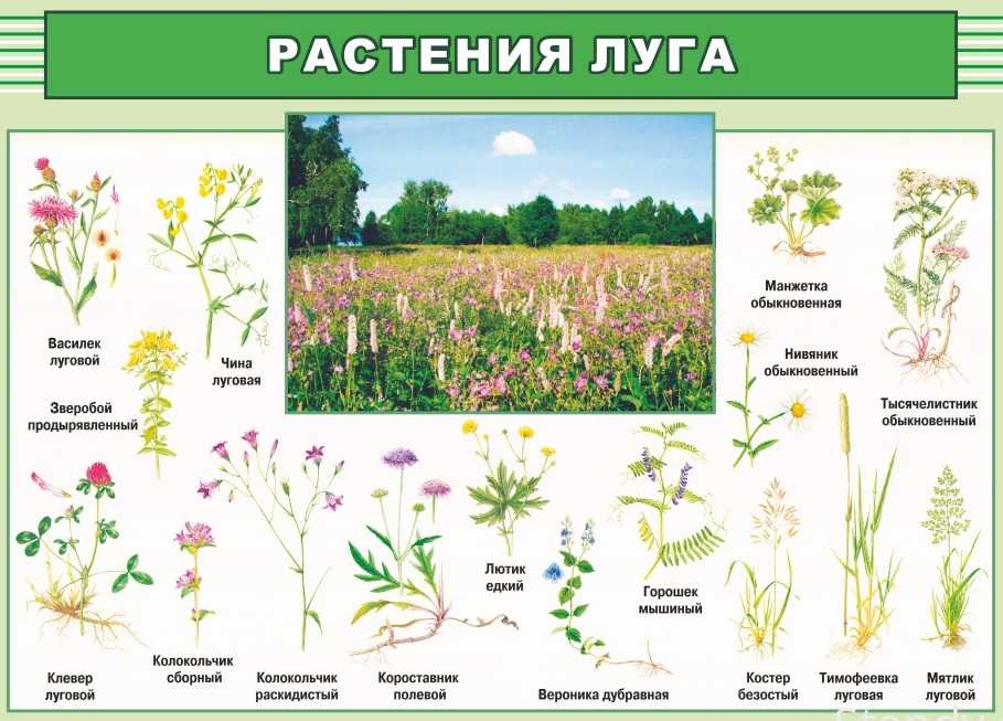 Все полевые цветы в картинках и подписями