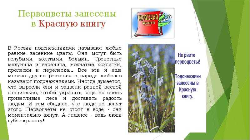 Лесные первоцветы из красной книги россии | рослесинфорг | дзен