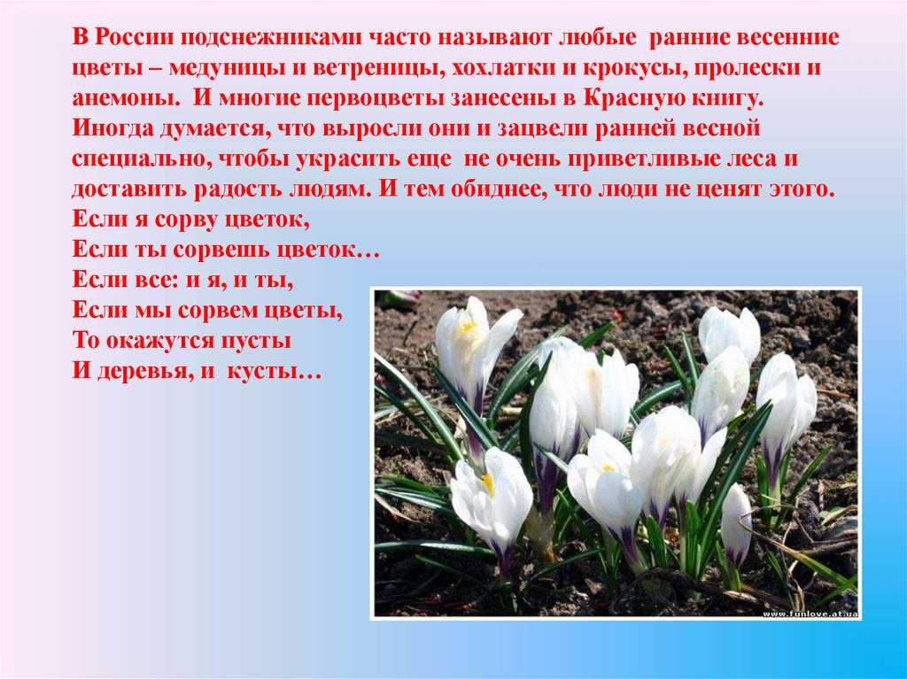 Подснежник — первое дыхание весны