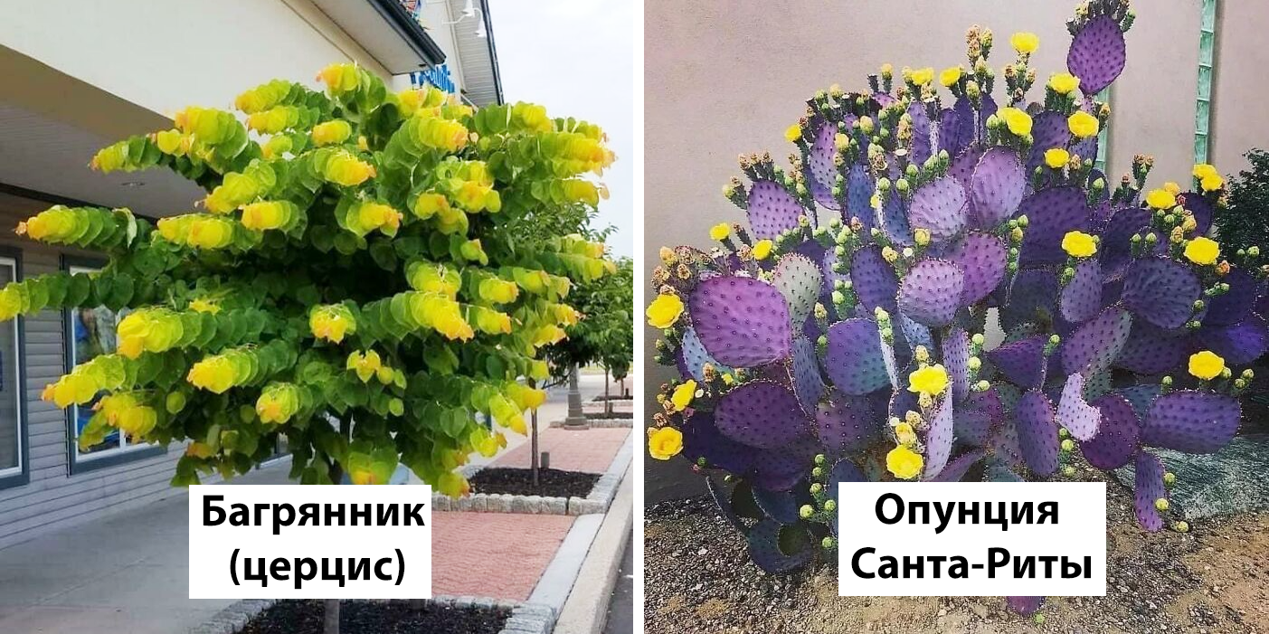 11 самых красивых черных цветов, или немного мистики в саду. виды, сорта, использование в дизайне. фото — ботаничка