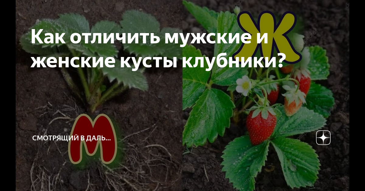 Как из клубники сделать сердечко на торт