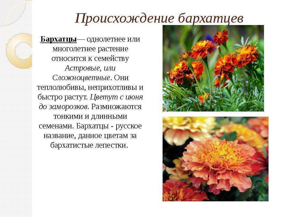 Бархатцы (50 фото) - виды, уход и посадка в открытом грунте