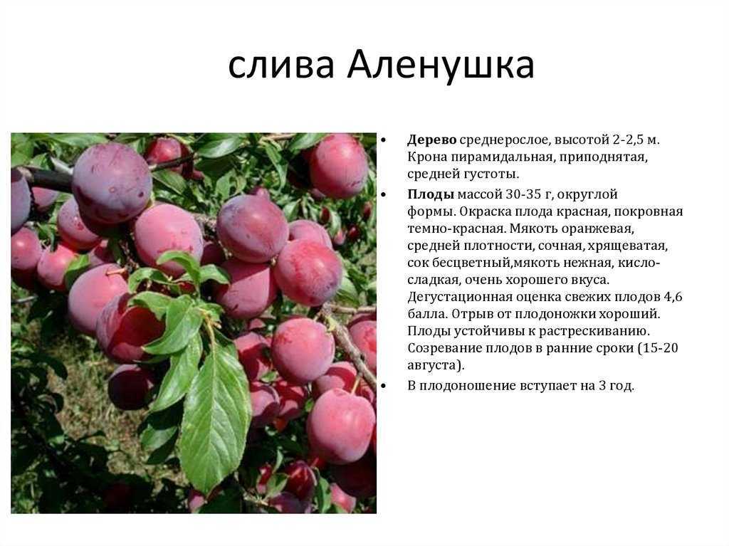 Слива светлячок: описание сорта, фото и отзывы