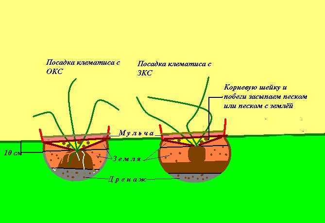 10 красивых желтых цветов: названия, описание, уход, полезные свойства