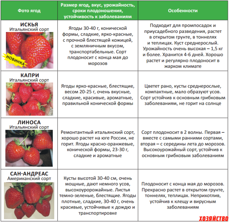 Что значит сорт. Лучшие сорта ремонтантной земляники таблица. Схема подкормки ремонтантной клубники. Вксхема подкормокремонтанной клубники. Схема подкормок ремонтантной земляники.