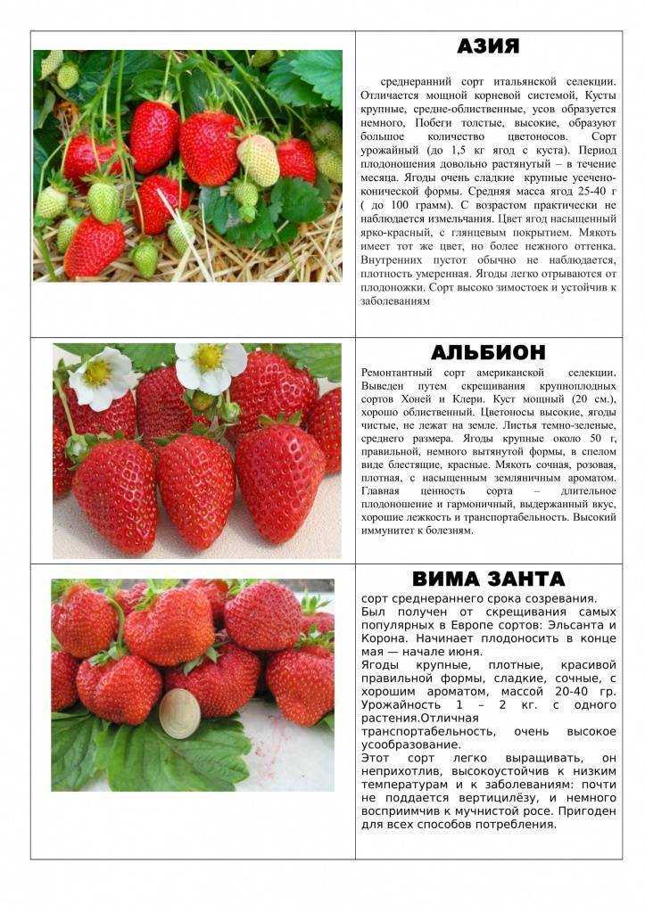 Клубника с розовыми цветами: