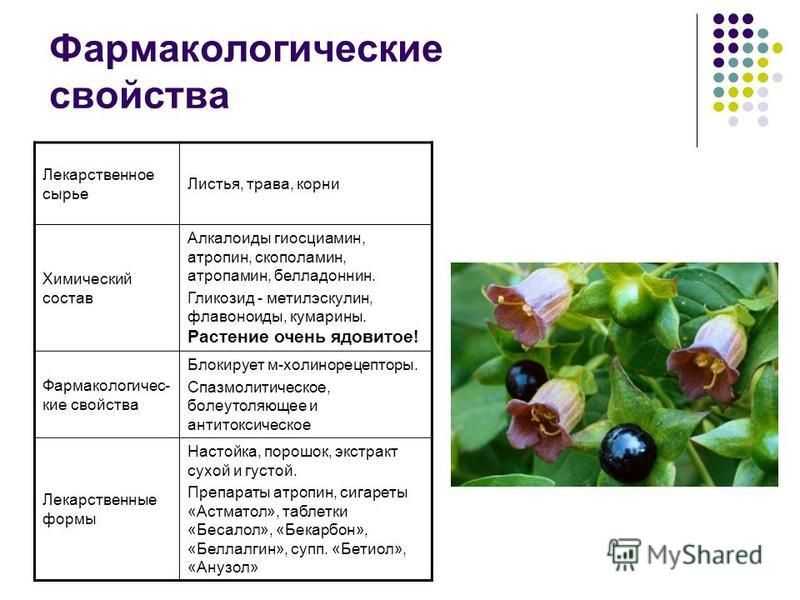 Белена чёрная - hyoscyamus niger - описание таксона - плантариум