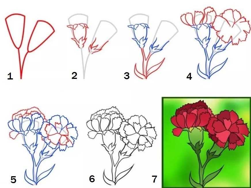 Как рисовать 9. Поэтапное рисование гвоздики. Как нарисовать гвоздику поэтапно. Гвоздики рисунок карандашом. Рисуем гвоздику поэтапно.