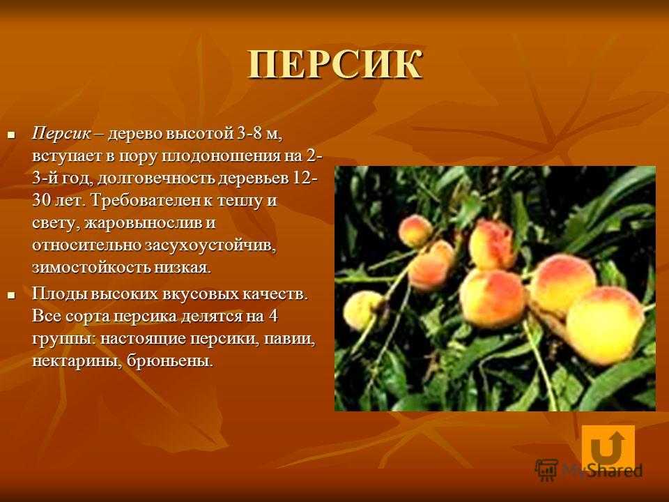 Искусство персикового рисунка и экспонаты, персик, ветка, веточка png | pngegg