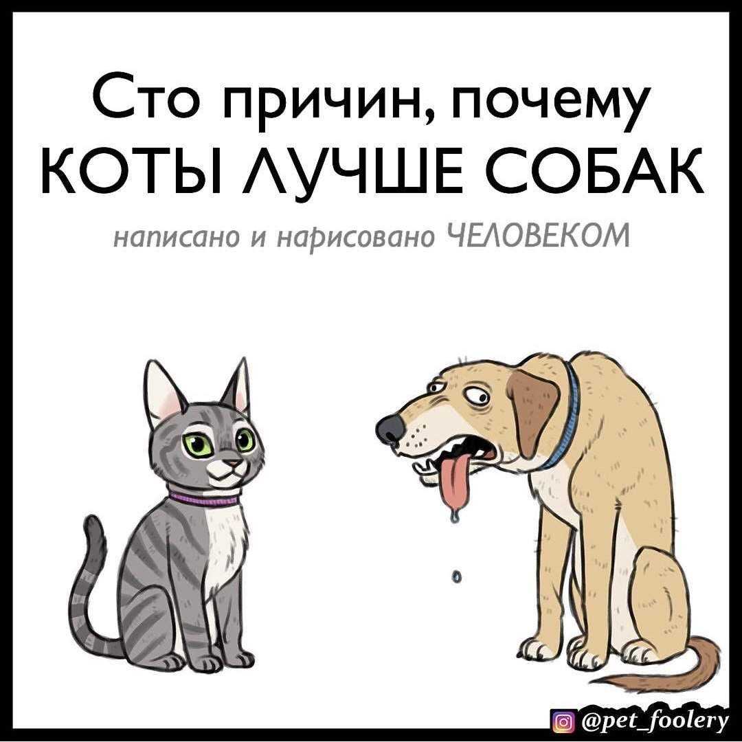 Зачем человеку кот. Кошки лучше собак. Коты лучше. Собаки лучше котов. Кто лучше коты или собаки.