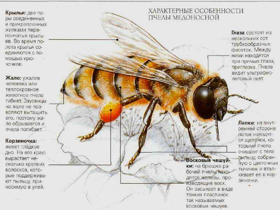 Отделы тела пчелы медоносной. Крыло пчелы медоносной описание. Строение медоносной пчелы фото и описание. Строение пчелы медоносной. Строение тела пчелы медоносной.