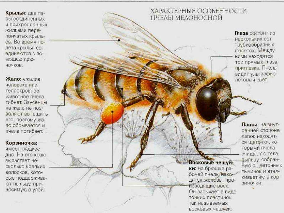 Пчела медоносная окраска. Крыло пчелы медоносной описание. Строение медоносной пчелы фото и описание. Строение пчелы медоносной. Строение тела пчелы медоносной.