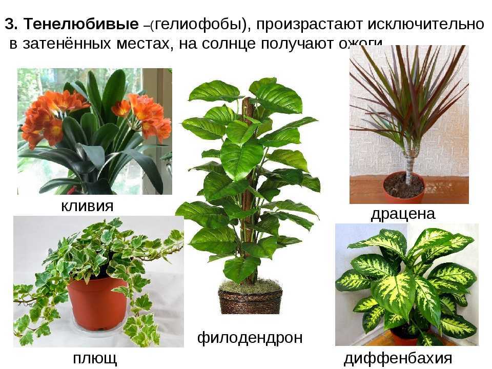 Низкорослые цветы для клумбы цветущие все лето: названия с фото
