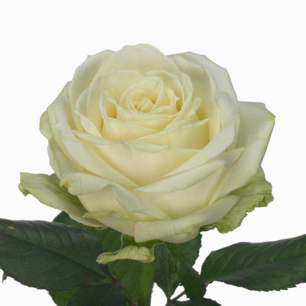 Саженцы белой розы. Розы "Аваланш".
