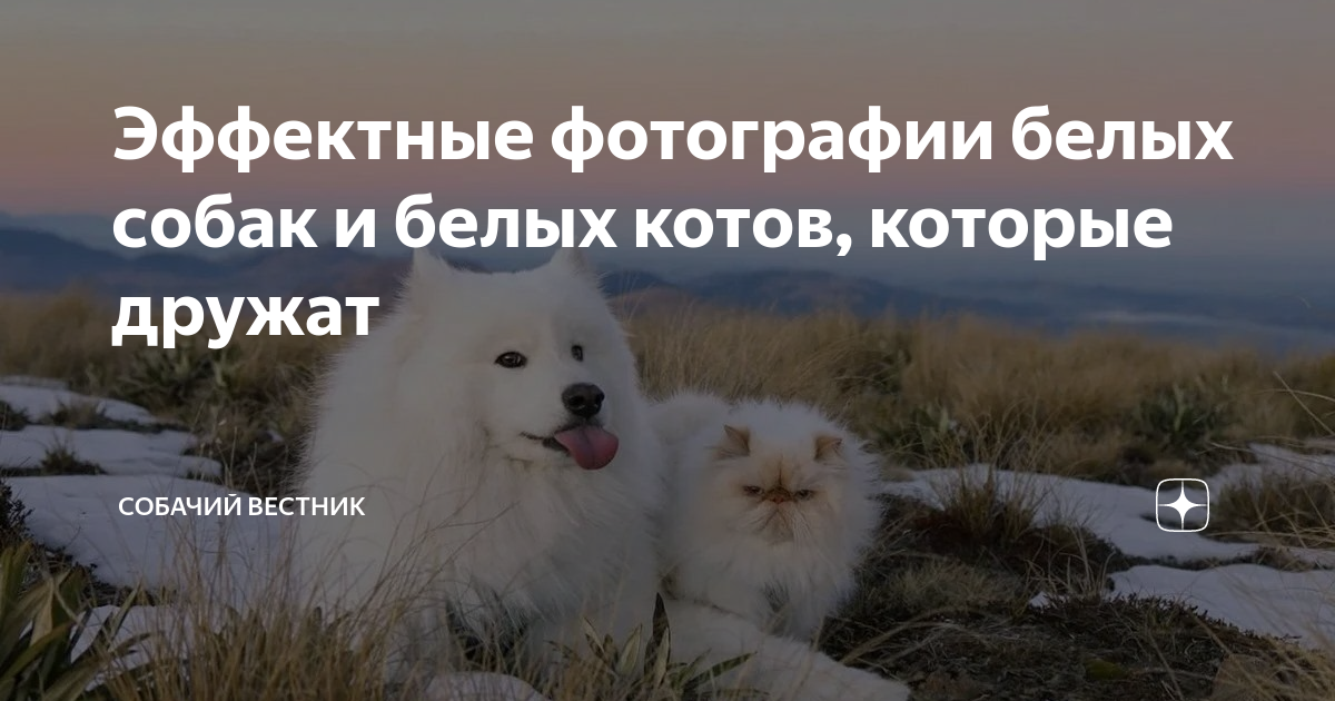 Как нарисовать собаку поэтапно карандашом - три легких мастер-класса для начинающих