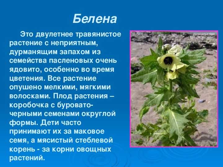 Белена — опасное, но и полезное растение