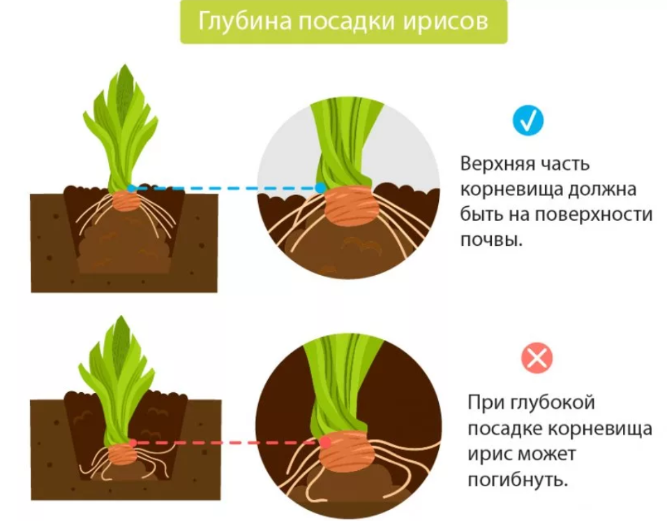 Красивые полевые и луговые цветы: желтые, белые, синие, розовые, фиолетовые