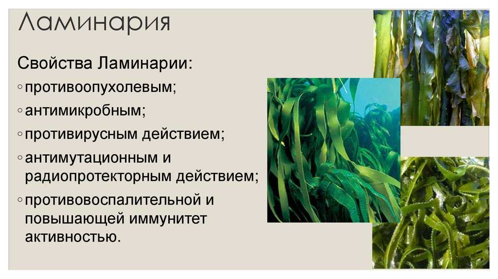 Биологические особенности беломорской laminaria saccharina (l.) lamour [1960 кузнецов в.в. - белое море и биологические особенности его флоры и фауны]