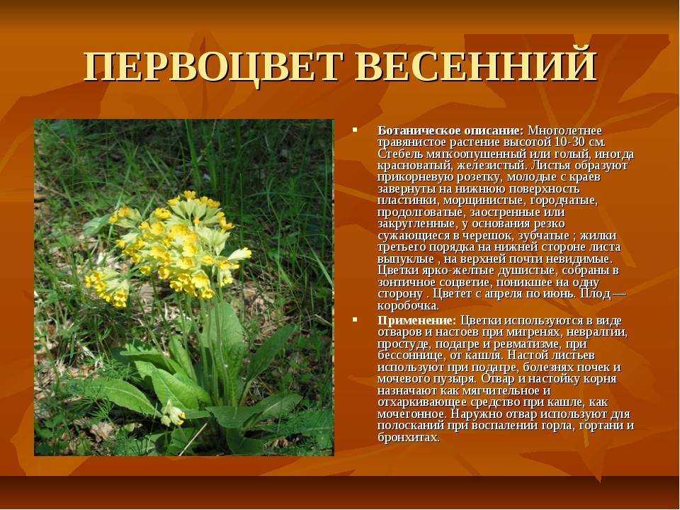 Салат мимоза пошаговый рецепт с фото