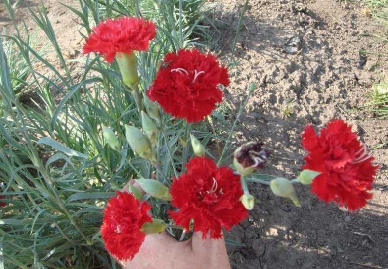 Гвоздика – виды и сорта