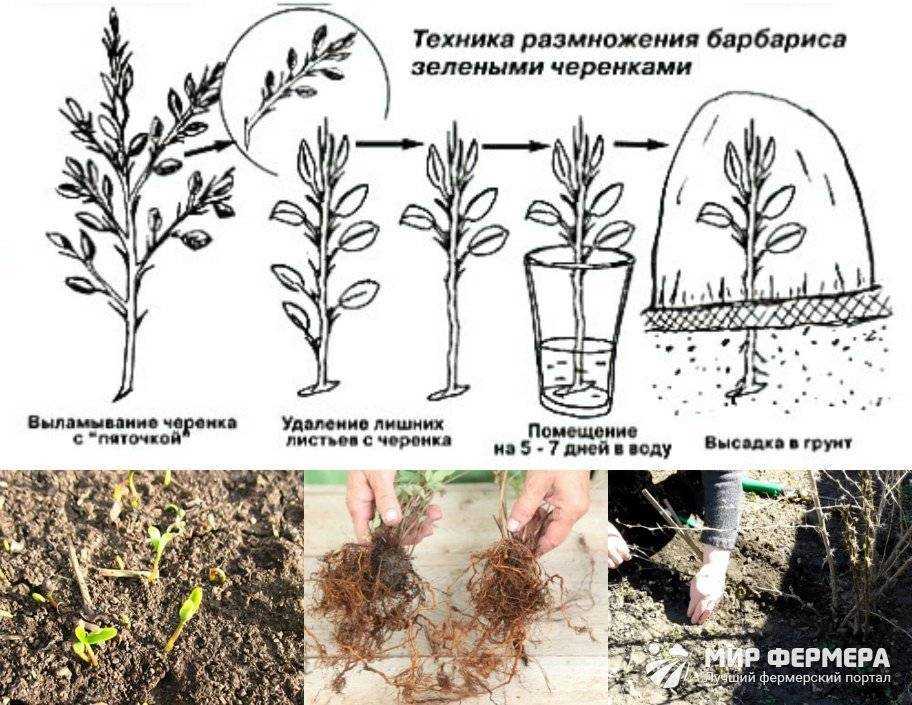 Каталог полевых и луговых цветов с фото и названиями: желтые, белые, фиолетовые, синие и др.