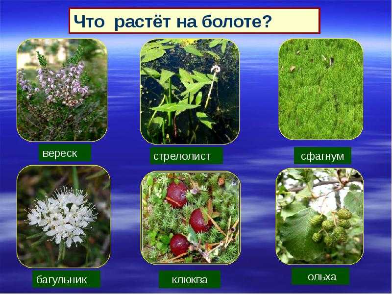 Калужница болотная (35 фото) — описание, виды, посадка и уход | огородникам инфо