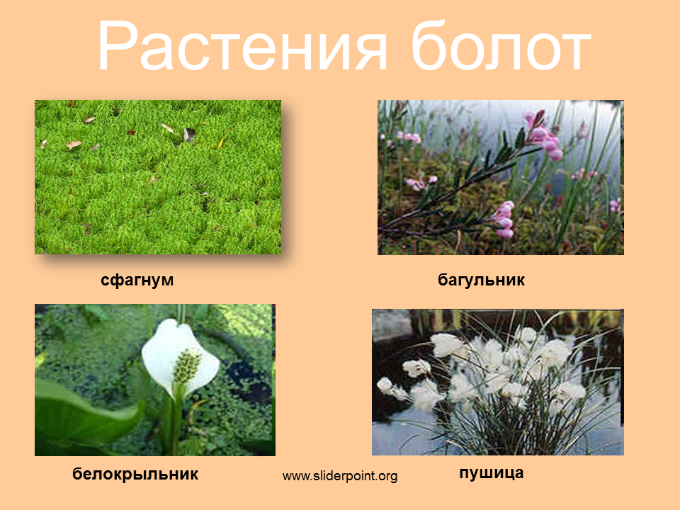 Усинское болото – торфяные угодья республики коми - travel edge