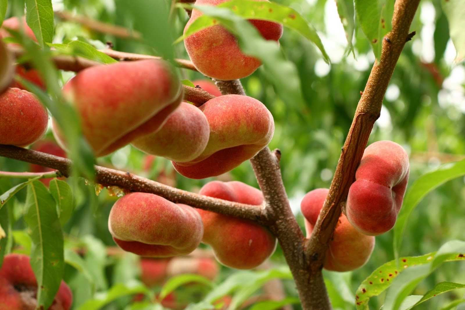 Персик: как выглядит персиковое дерево, где растет и когда плодоносит, описание плодов и цветов, а также сорта, выращиваемые в россии