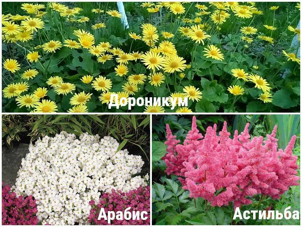 Однолетние цветы: названия, фото и описание сортов и видов