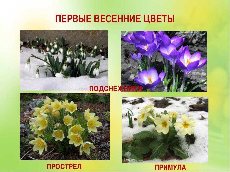 Первые цветы первоцветы