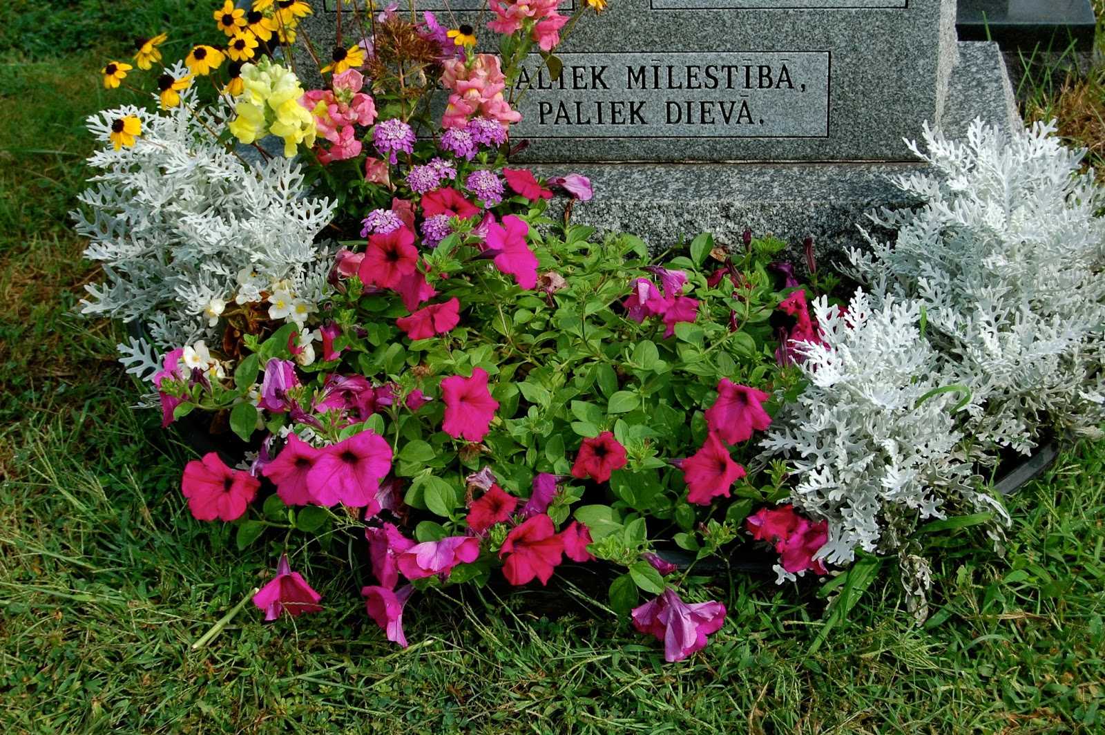 Названия многолетних цветов на могилы. Маргаритки многолетние для кладбища. Вереск на кладбище. Многолетники на могилку. Низкорослые цветы многолетники для кладбища.