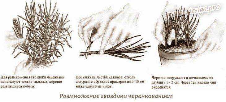 Желтые цветы многолетники: фото и названия
