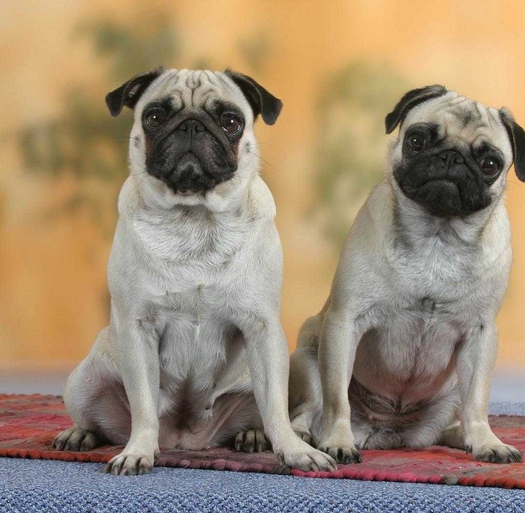 Мопс — викиреальность