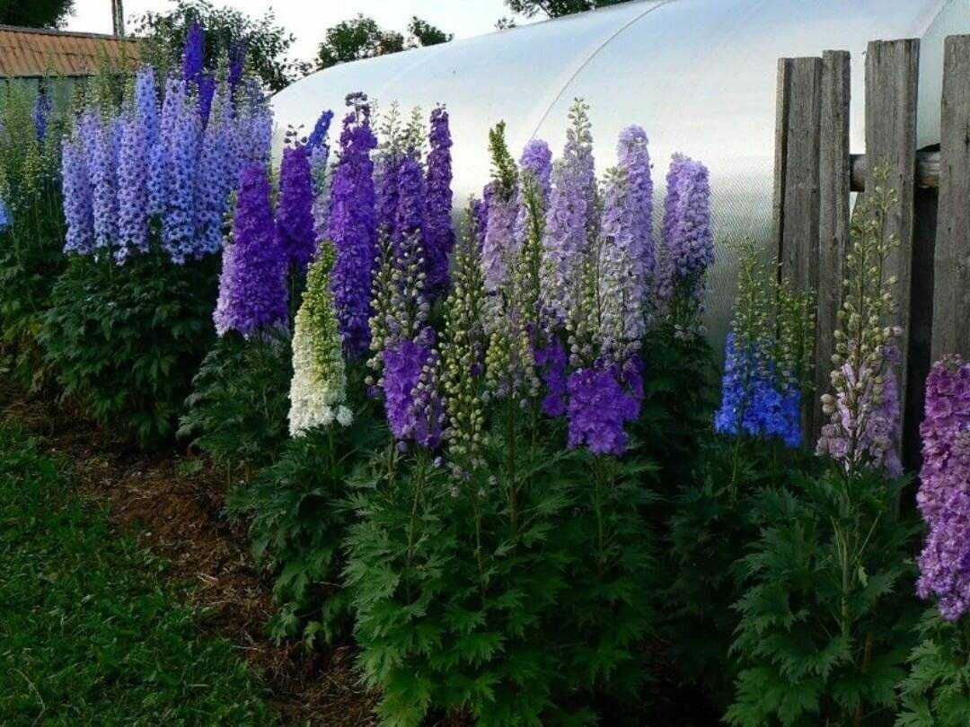 Многолетние кустовые цветы для сада: названия, фото и описание