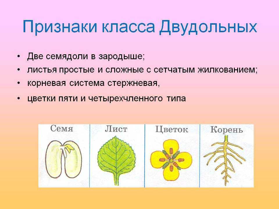 Однолетние двудольные сорняки перечень