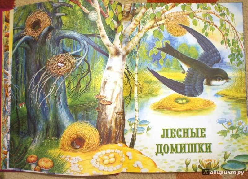Детские сказки читать онлайн - детские сказки лесные домишки виталий бианки читать детские рассказы онлайн