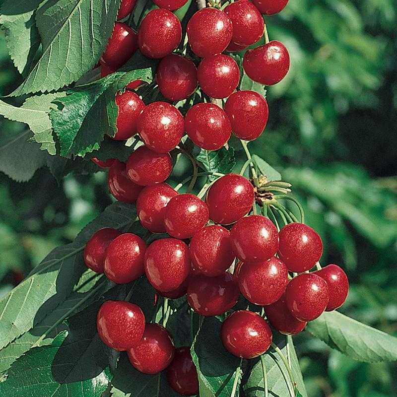 Лучшие сорта вишни