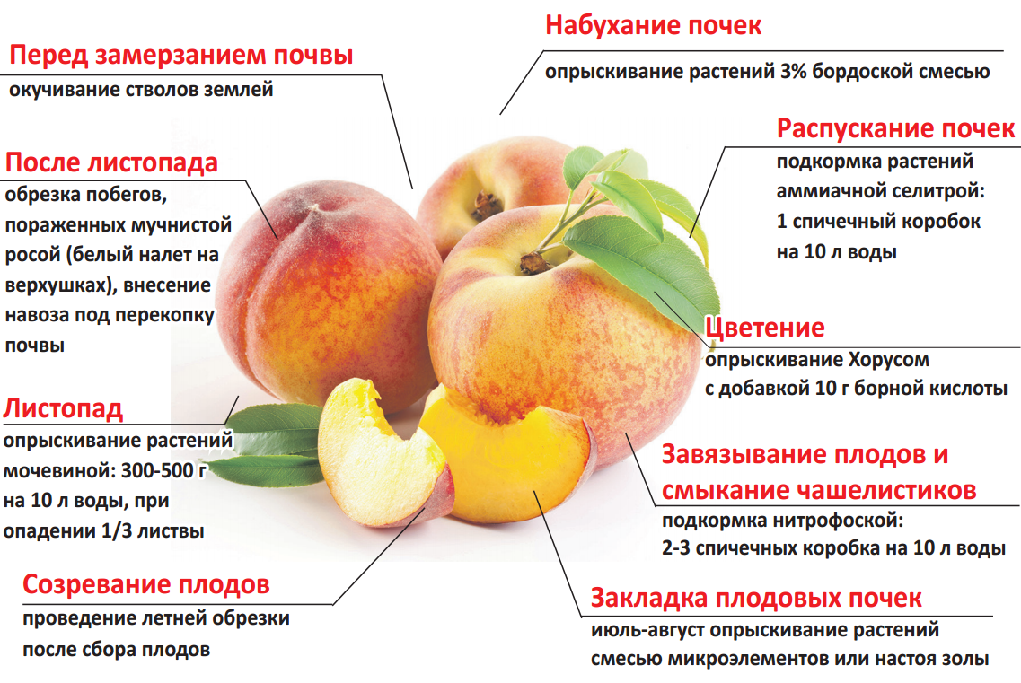Персиковый цвет в интерьере: светлый, темный, нежный - сочетание с другими цветами
 - 54 фото