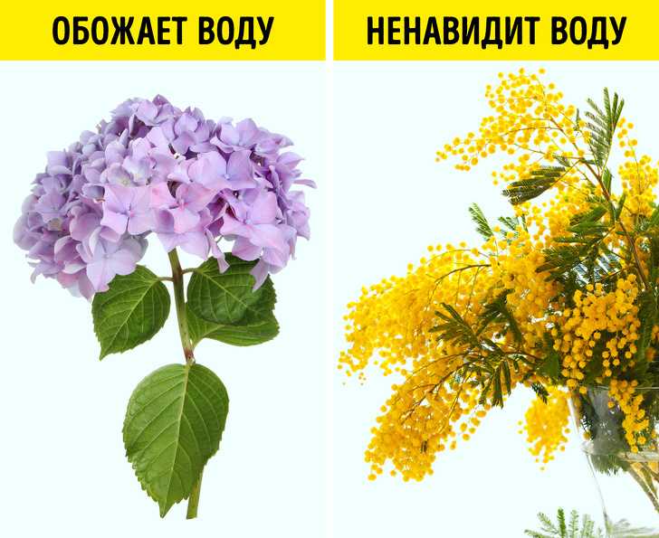 Самые простые способы засушить цветы, сохранив их красоту :: инфониак