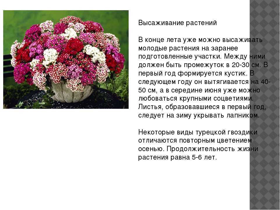 Гвоздика — разные виды посадки, выращивание на открытом грунте и в помещении (115 фото)