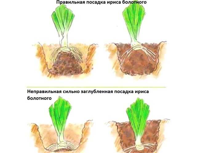 Как красиво посадить ирисы. Как правильно сажать ирисы весной в открытый грунт. С чем посадить ирисы болотный. На каком расстоянии сажать ирисы друг от друга.