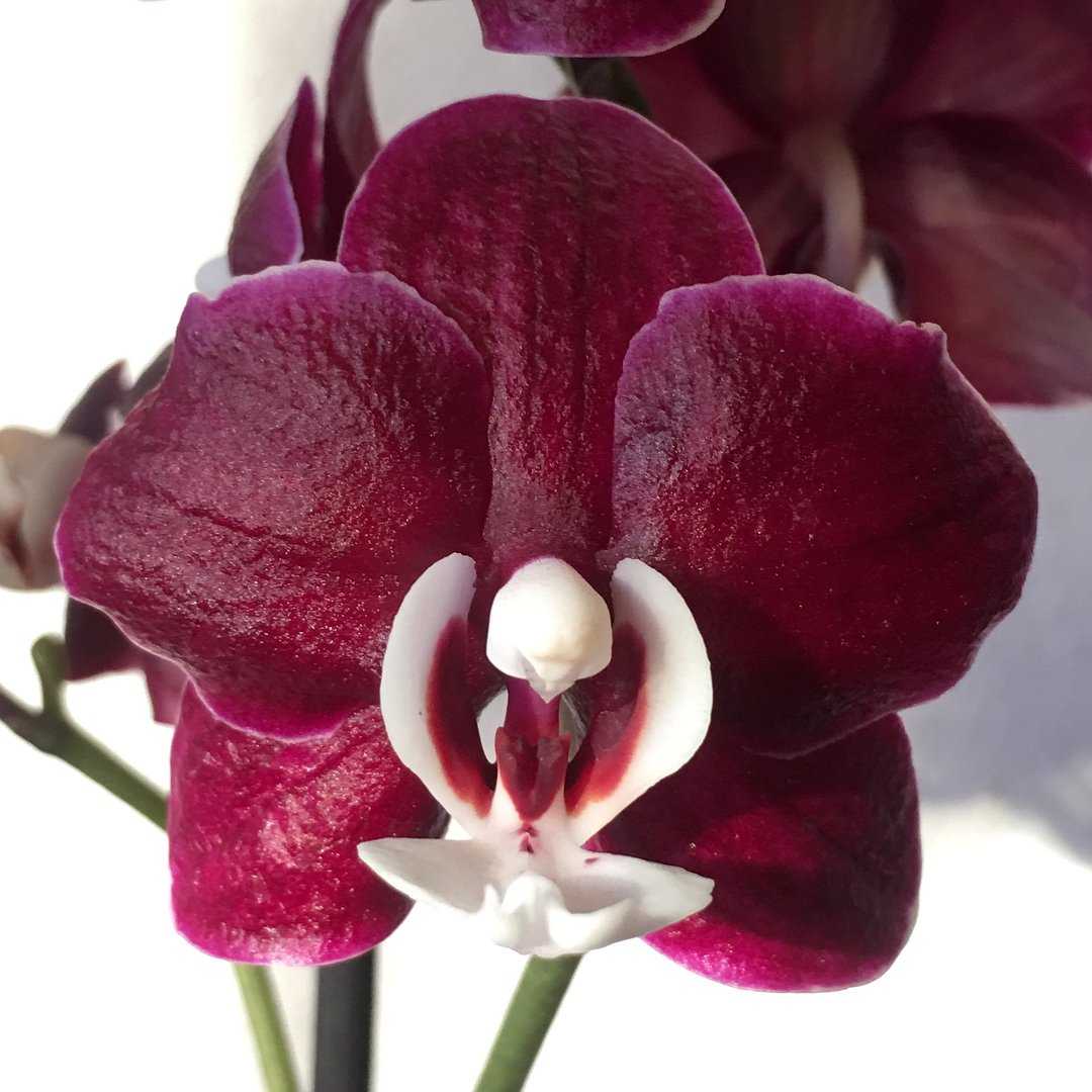 Темно Бордовая Орхидея Фаленопсис