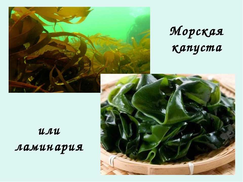 Водоросли гамова и приморья - бурые, красные, зеленые