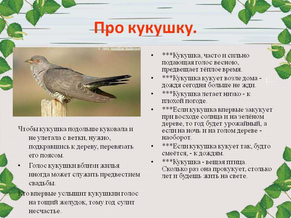 Ятрышник — исчезающее чудо. выращивание, уход, описание, виды. фото — ботаничка