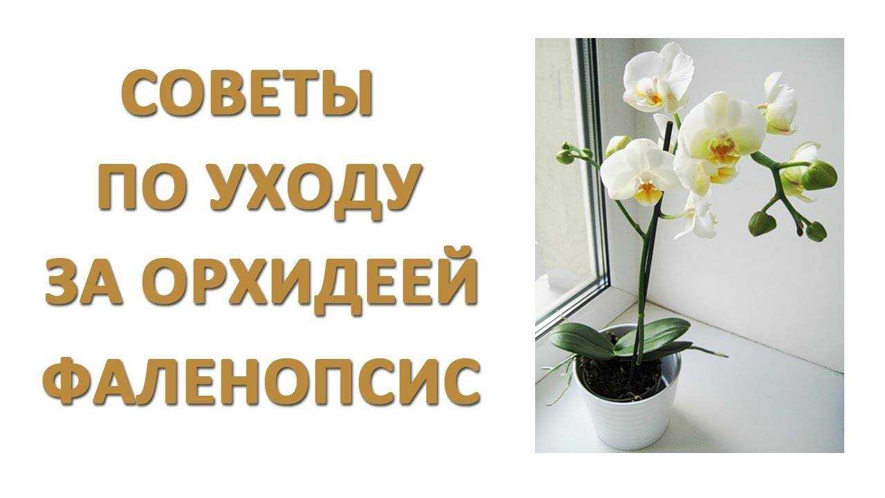 Как ухаживать за орхидеей после магазина. Советы по уходу за орхидеей. Орхидея уход в домашних условиях. Орхидея как ухаживать в домашних условиях. Памятка по уходу за орхидеей.