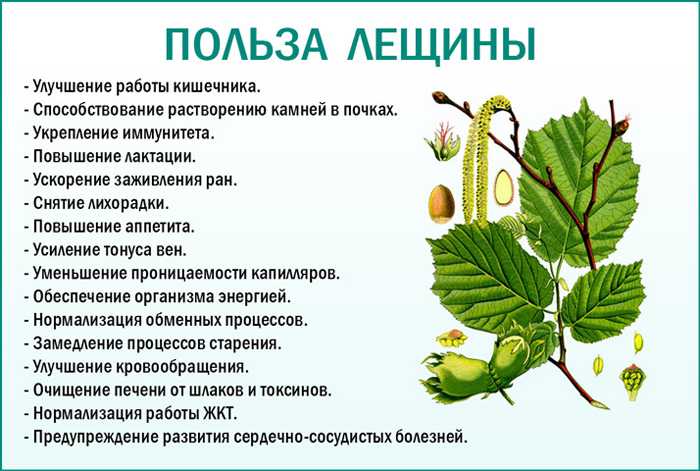 Листья дуба: картинки, фото и описание