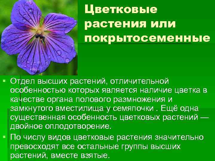 Отдел покрытосеменные общая характеристика и значение 6 класс пономарева презентация