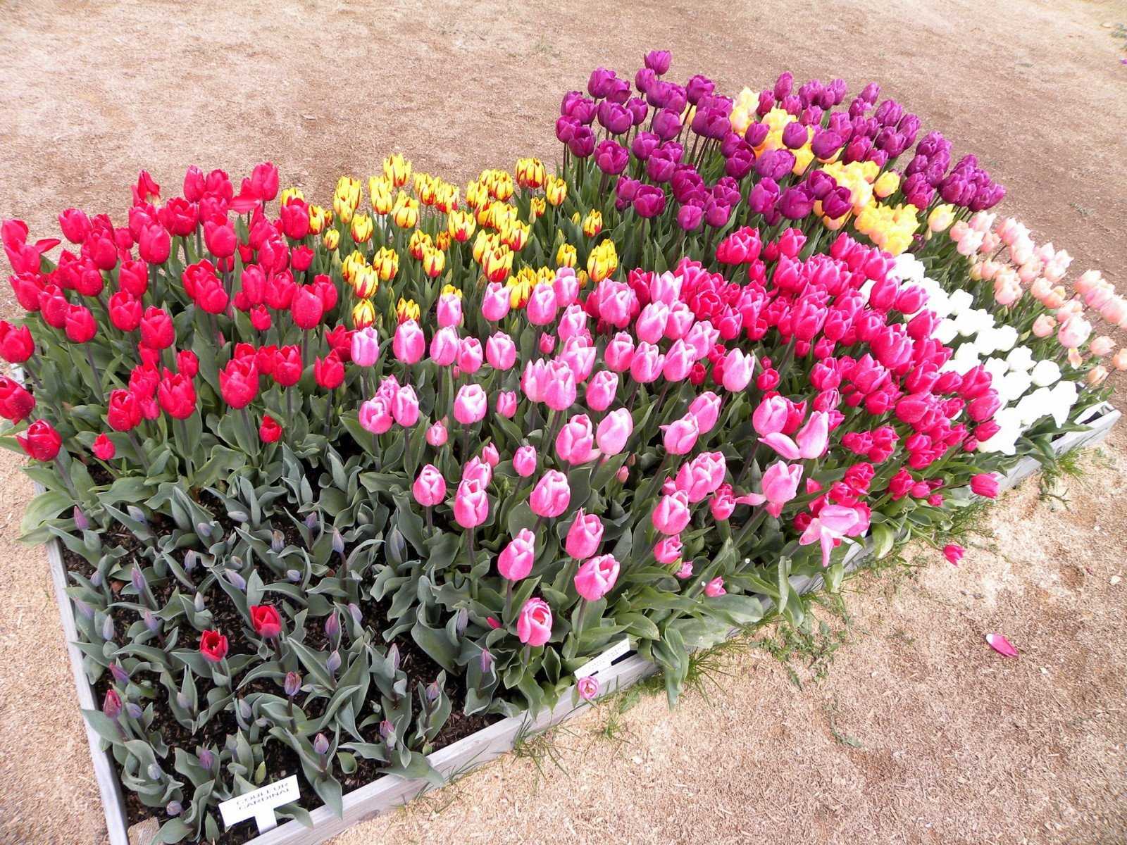 Многоцветковые тюльпаны: выращиваем правильно на supersadovnik.ru