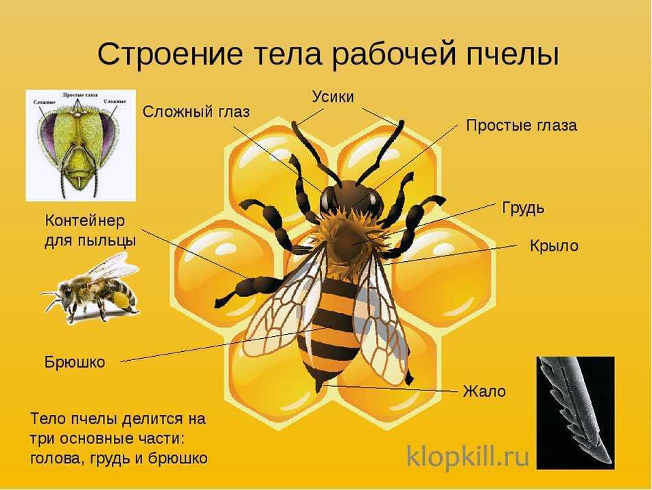 Пчелы-плотники — чем опасны и как от них избавиться?